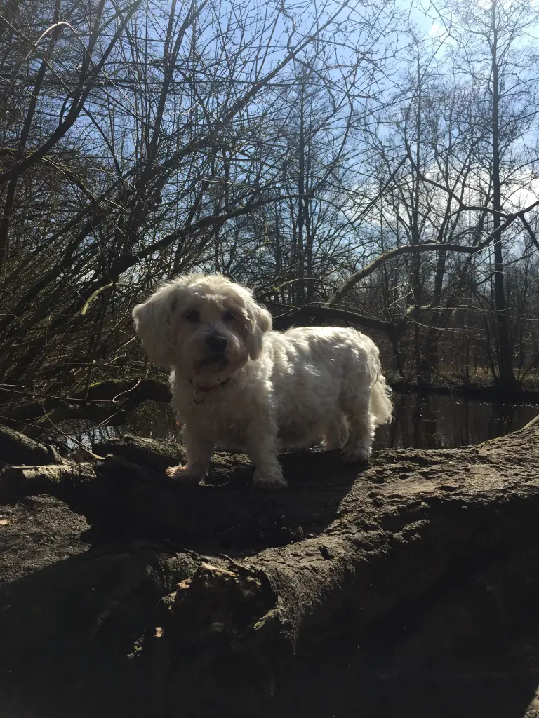 Andachtsbild von Flocke & Mara