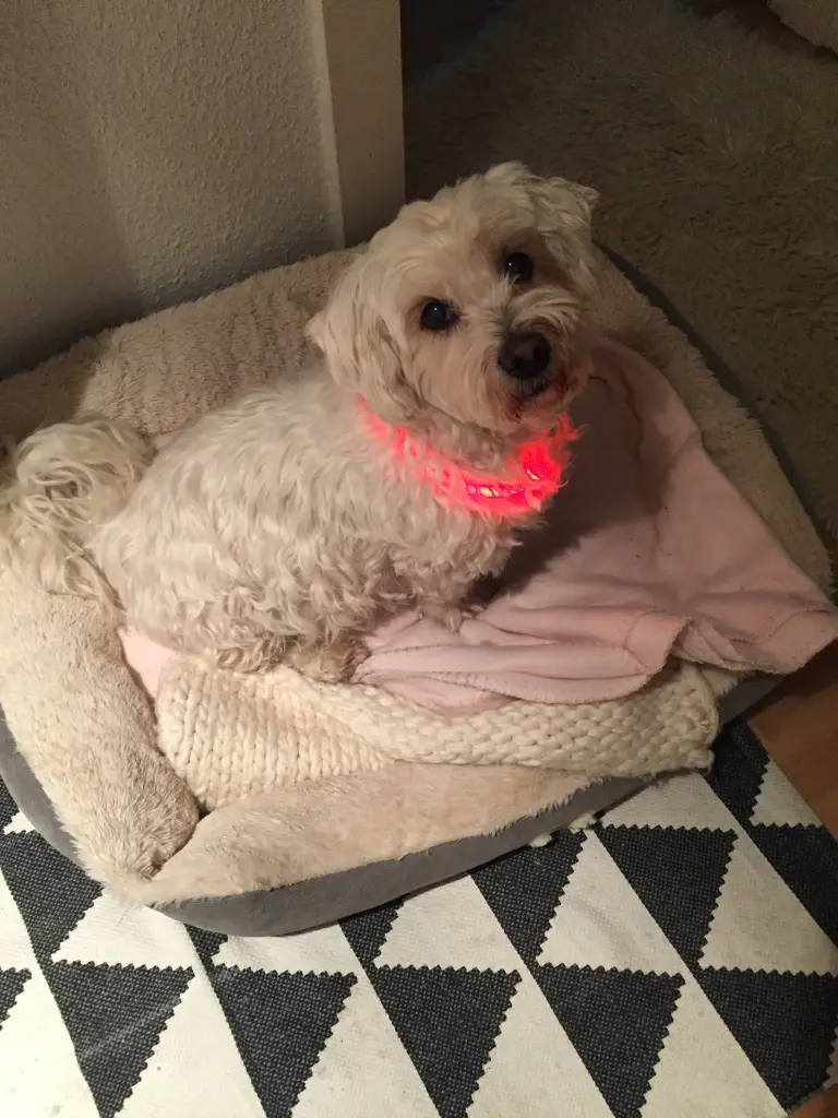 Andachtsbild von Flocke und Mara