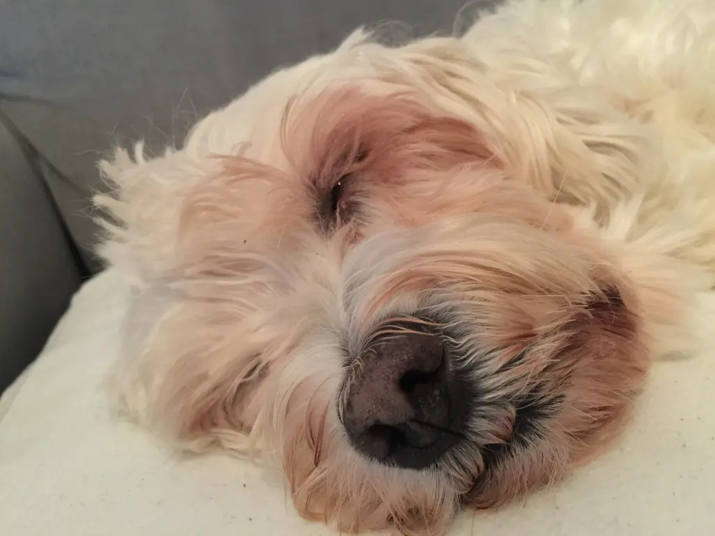 Andachtsbild von Flocke und Mara