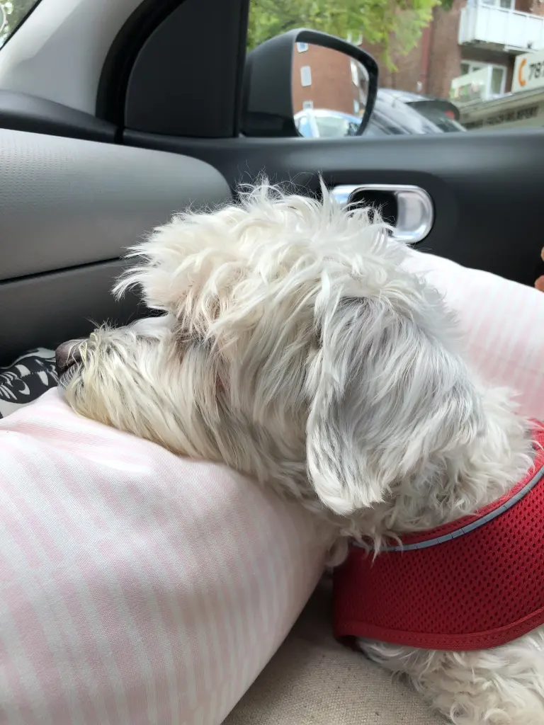 Andachtsbild von Mara & Flocke 