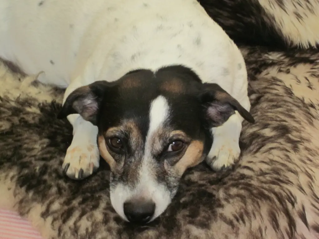 Andachtsbild von Roswitha