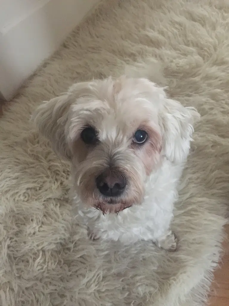 Andachtsbild von Mara und Flocke