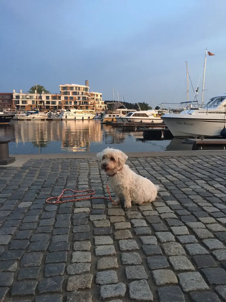 Andachtsbild von Mara und Flocke