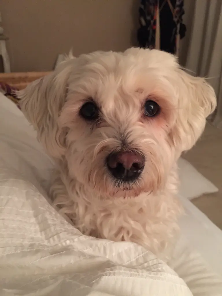 Andachtsbild von Mara und Flocke