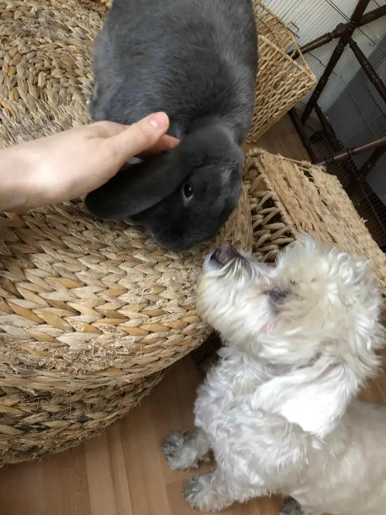 Andachtsbild von Mara und Flocke