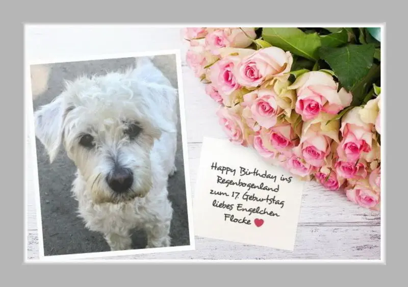 Andachtsbild von Geburtstagsgrüße♥️