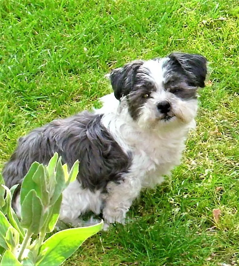 Andachtsbild von Unbekannt