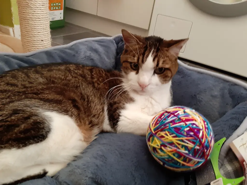 Condolence image of Tanja mit Timmy im Herzen