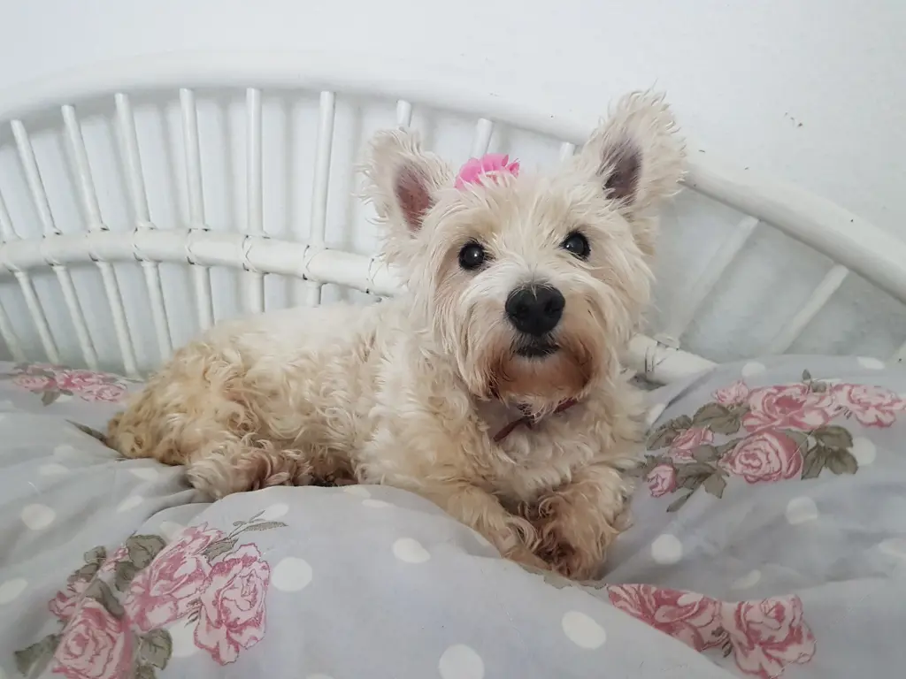 Image from Emma