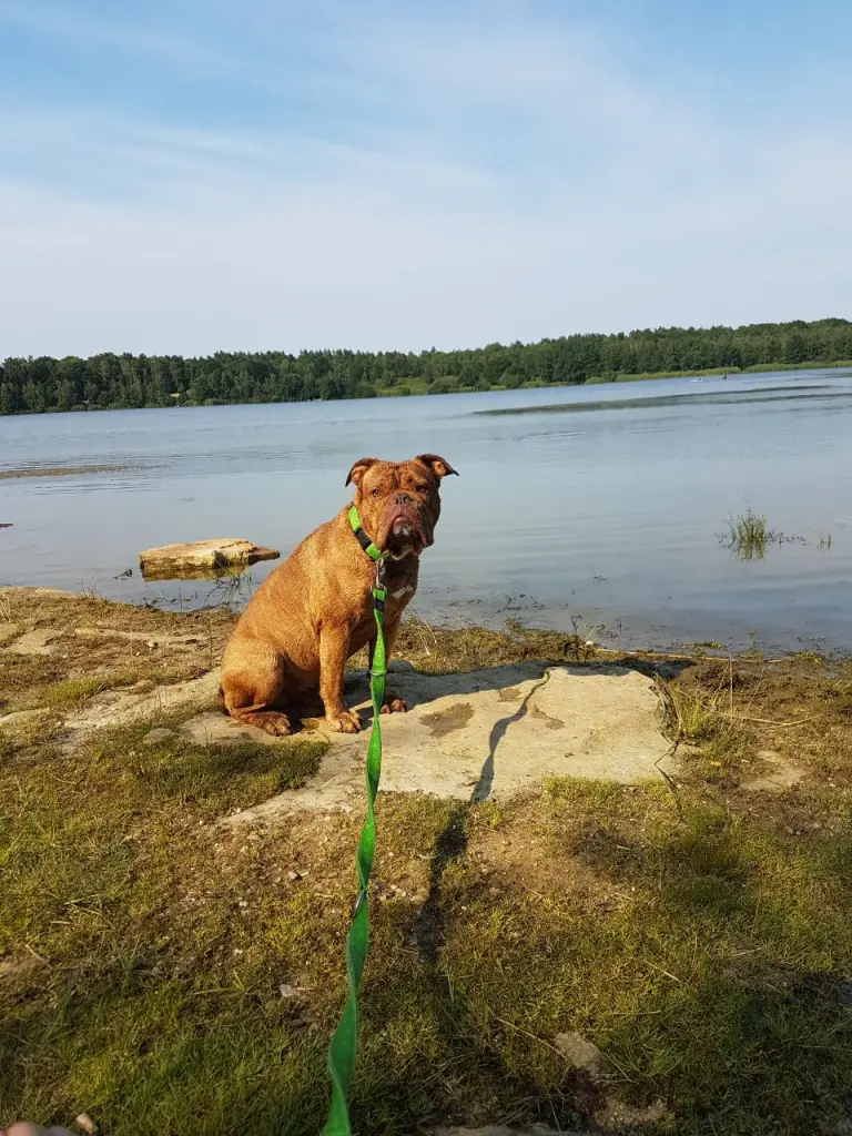 Image from Buddy