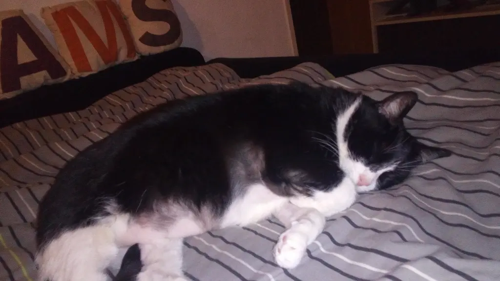 Image from Kitty