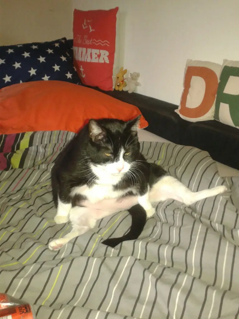 Image from Kitty