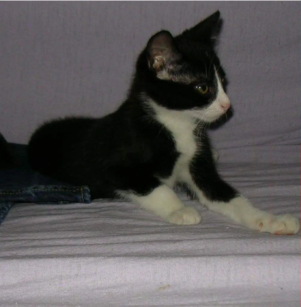 Image from Kitty