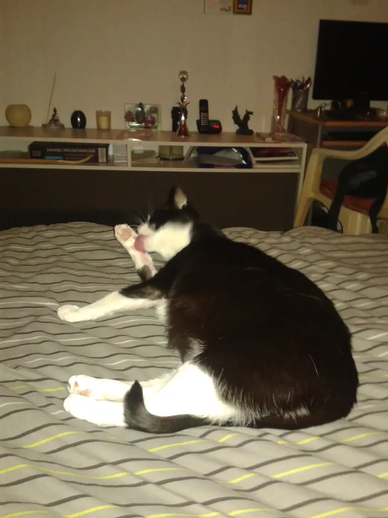 Image from Kitty