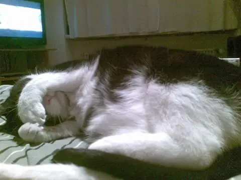 Image from Kitty