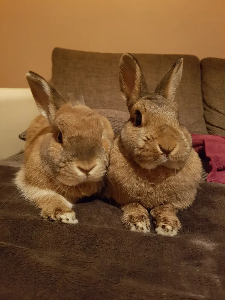 Image from Lilly