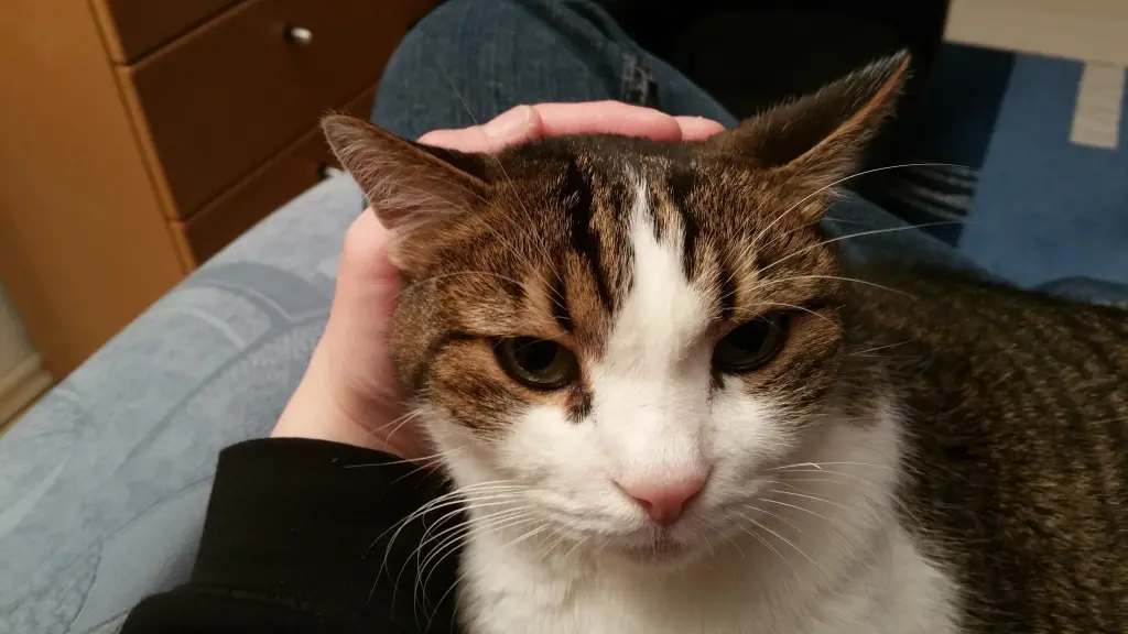 Condolence image of Tanja mit Timmy im Herzen