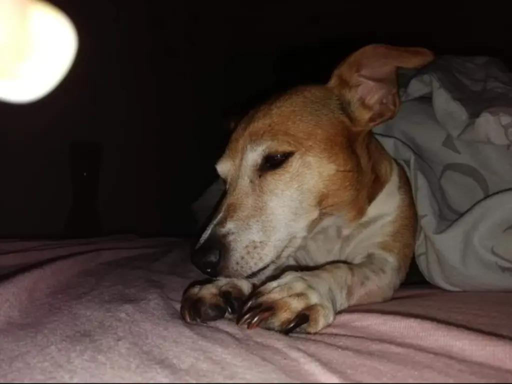 Condolence image of Carlotta