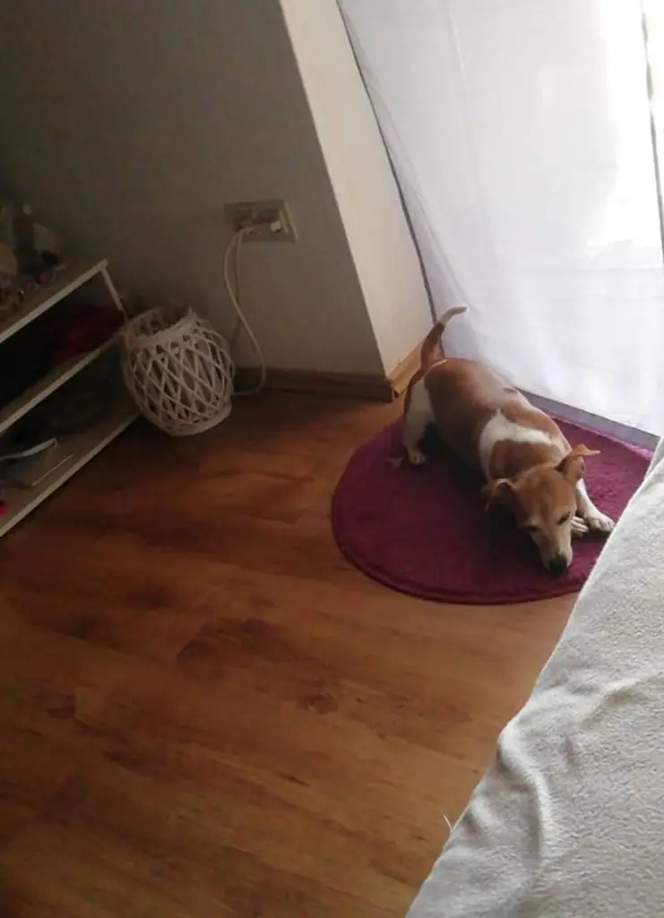 Condolence image of Lotti