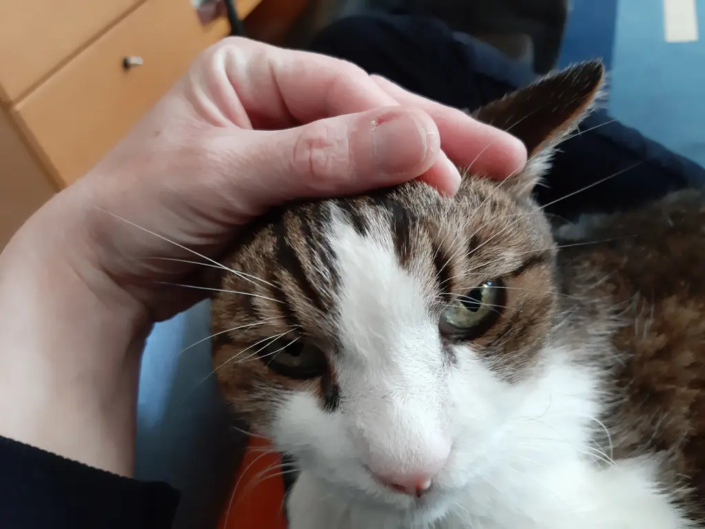 Andachtsbild von Tanja mit Timmy im Herzen 