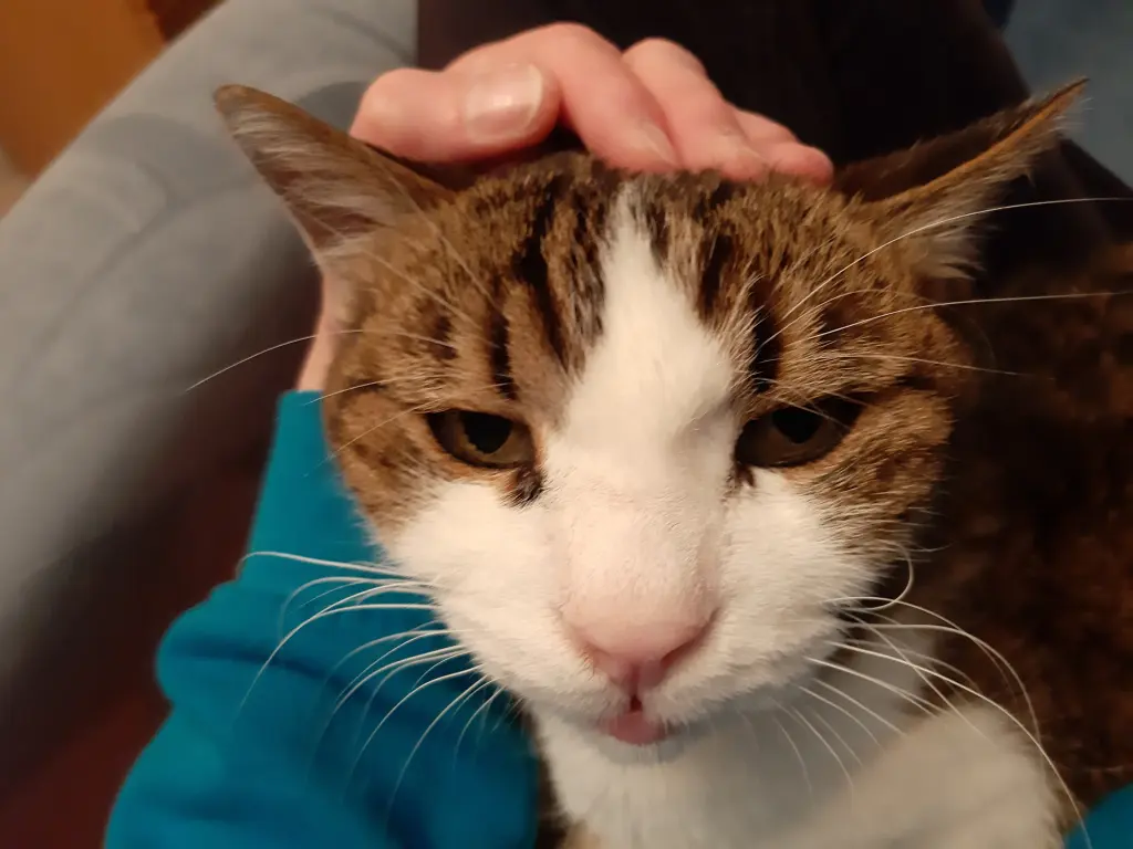 Andachtsbild von Tanja mit Timmy im Herzen 