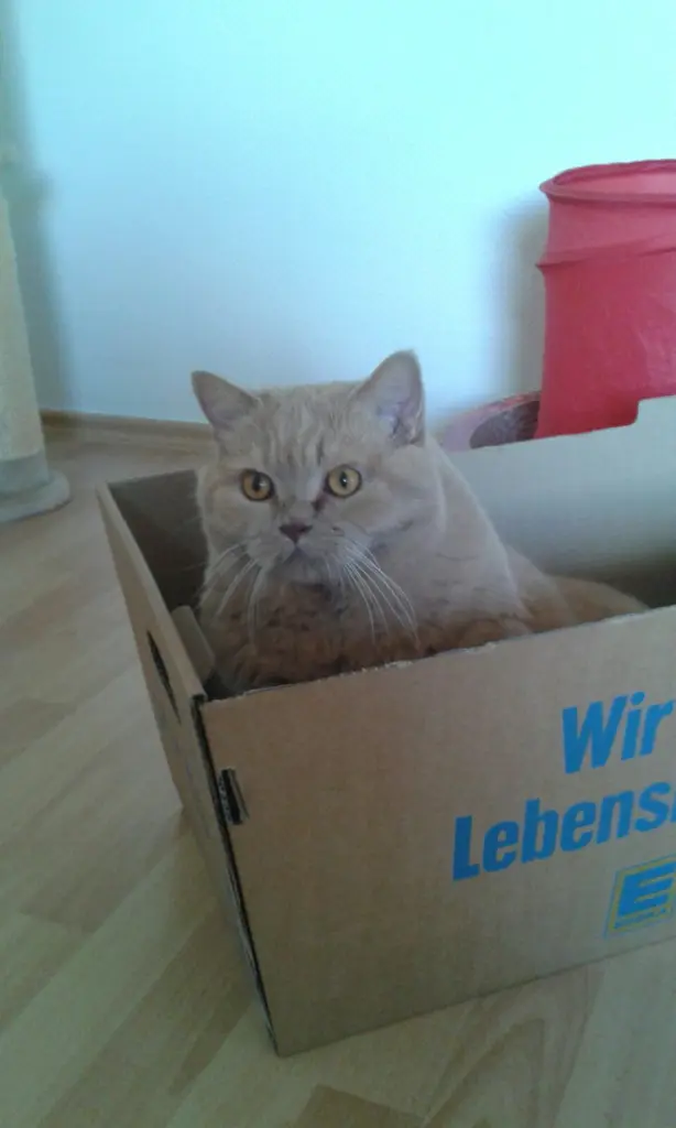 Andachtsbild von Unbekannt