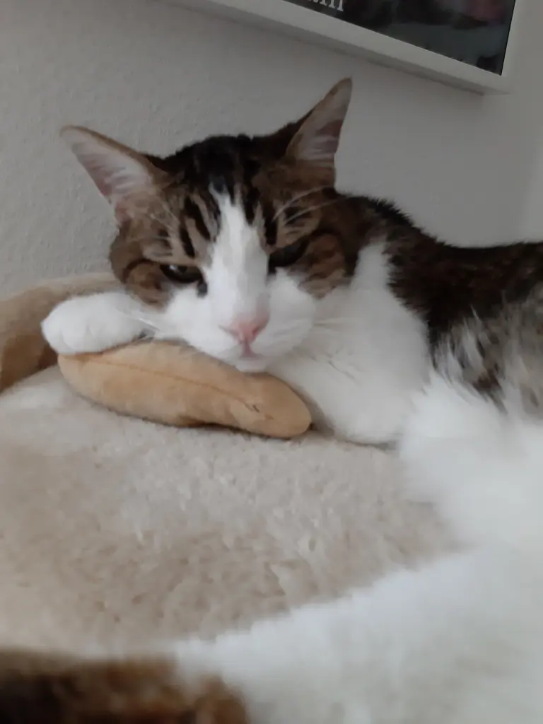 Andachtsbild von Tanja mit Timmy im Herzen 