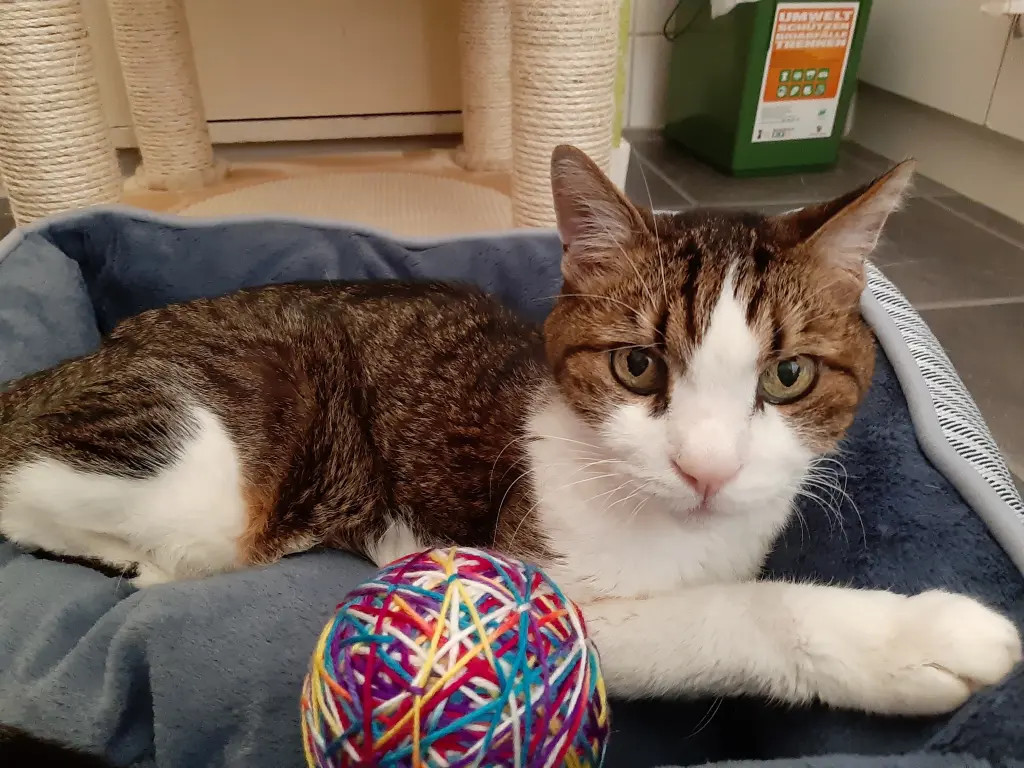 Andachtsbild von Tanja mit Timmy im Herzen 