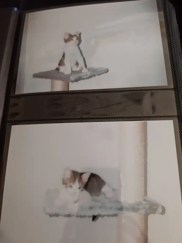 Condolence image of Von Deinem Frauchen Tanja