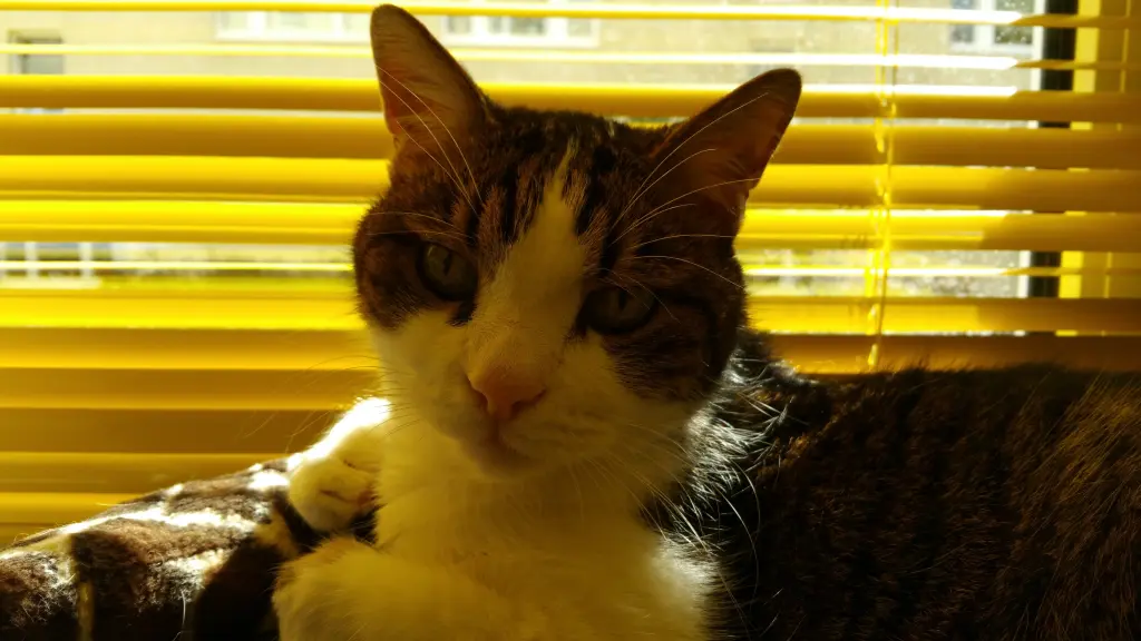 Condolence image of Von Deinem Frauchen Tanja