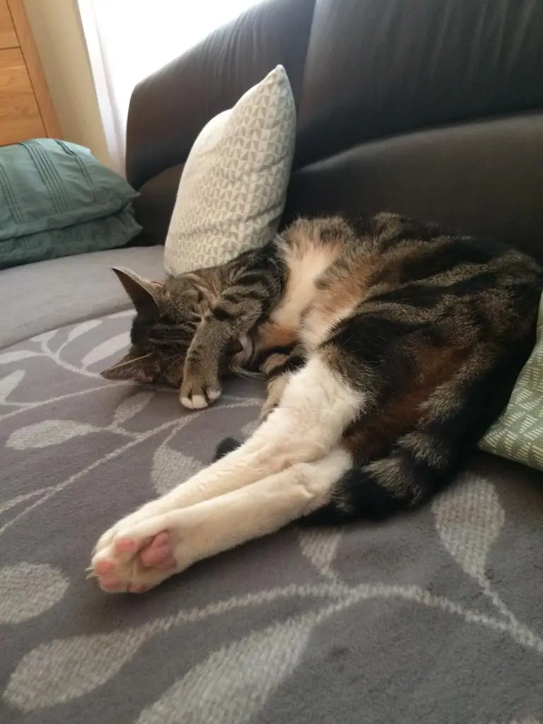 Condolence image of Christiane m. Moritz i. ♥️