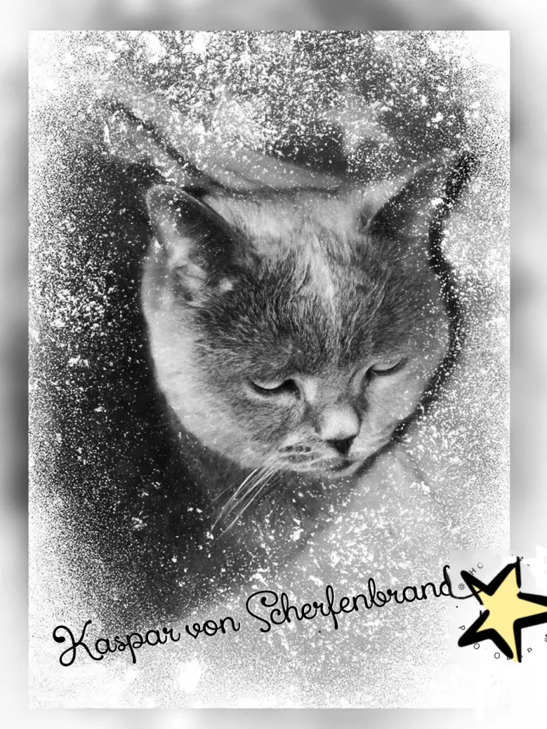 Condolence image of Sabine mit Kaspar tief im Herzen 