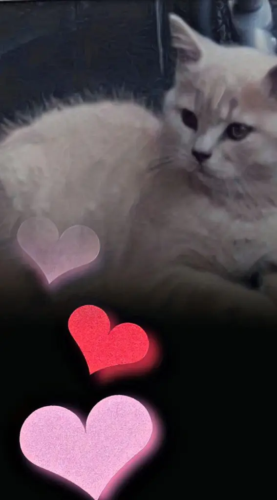 Condolence image of Unbekannt