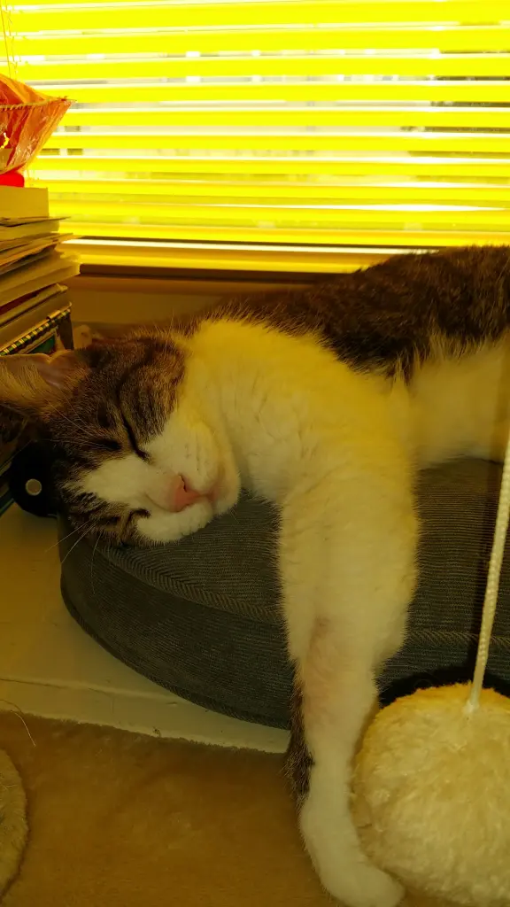 Condolence image of Von Deinem Frauchen Tanja