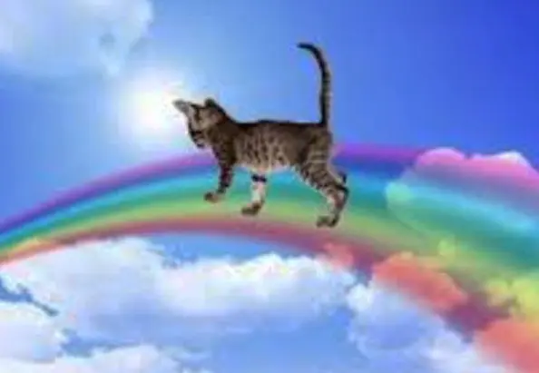 Condolence image of Sabine mit Kaspar tief im Herzen