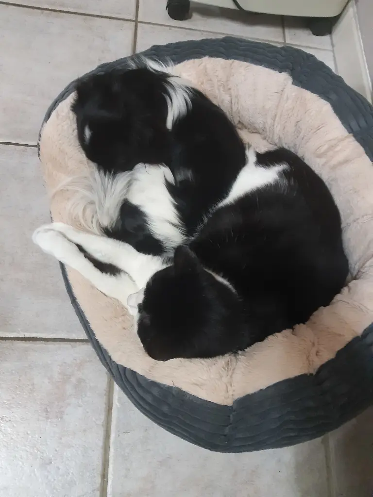 Condolence image of Ellen mit Lina ♥️