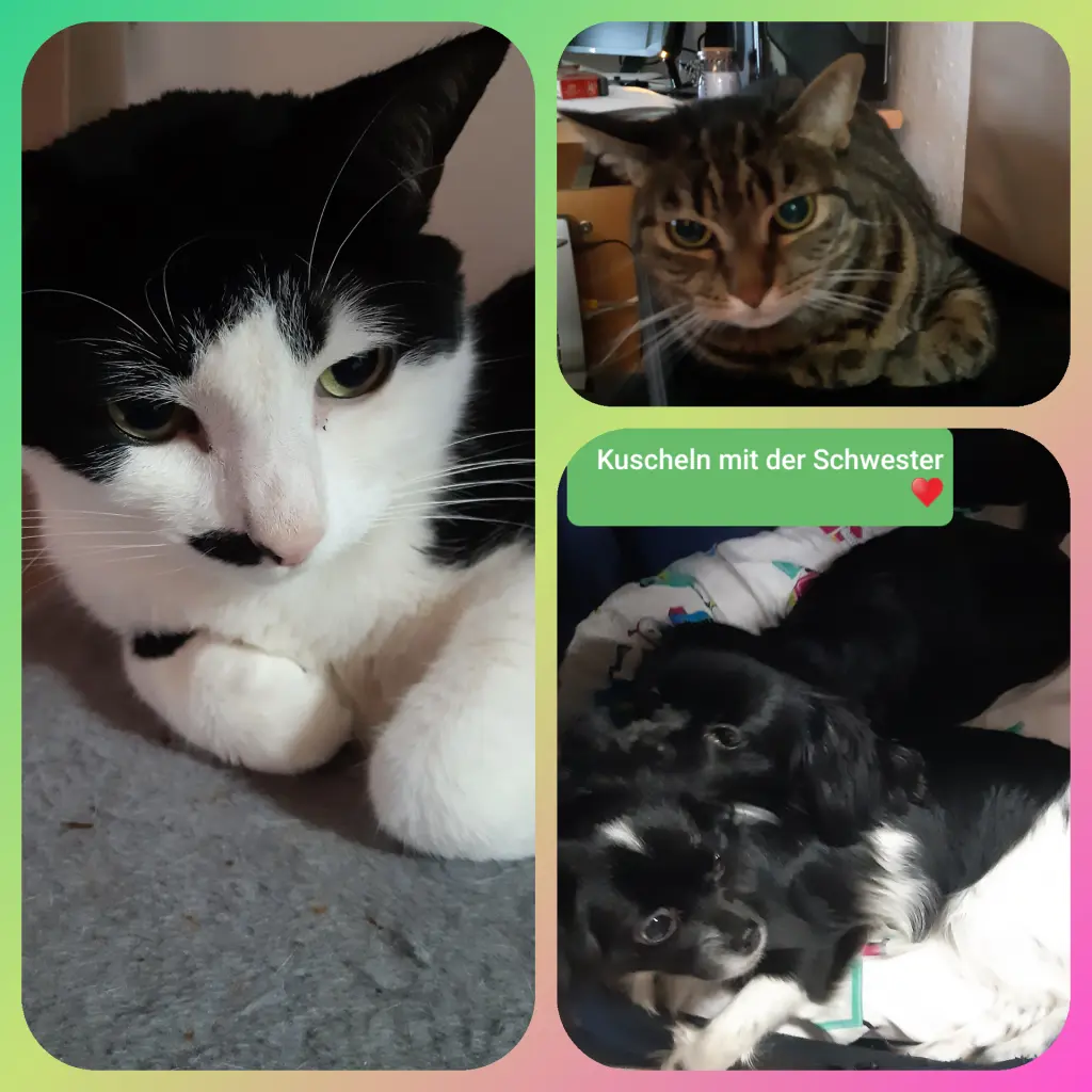 Condolence image of Ellen mit Lina ♥️