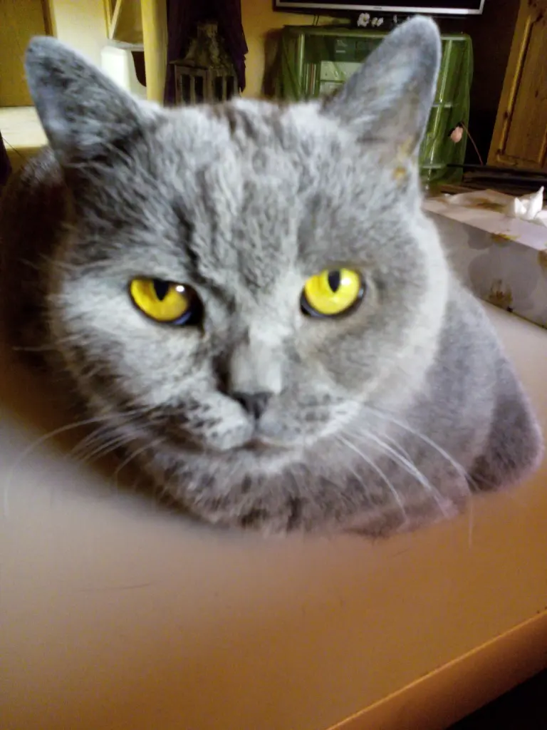 Condolence image of Sabine mit Kaspar tief im Herzen