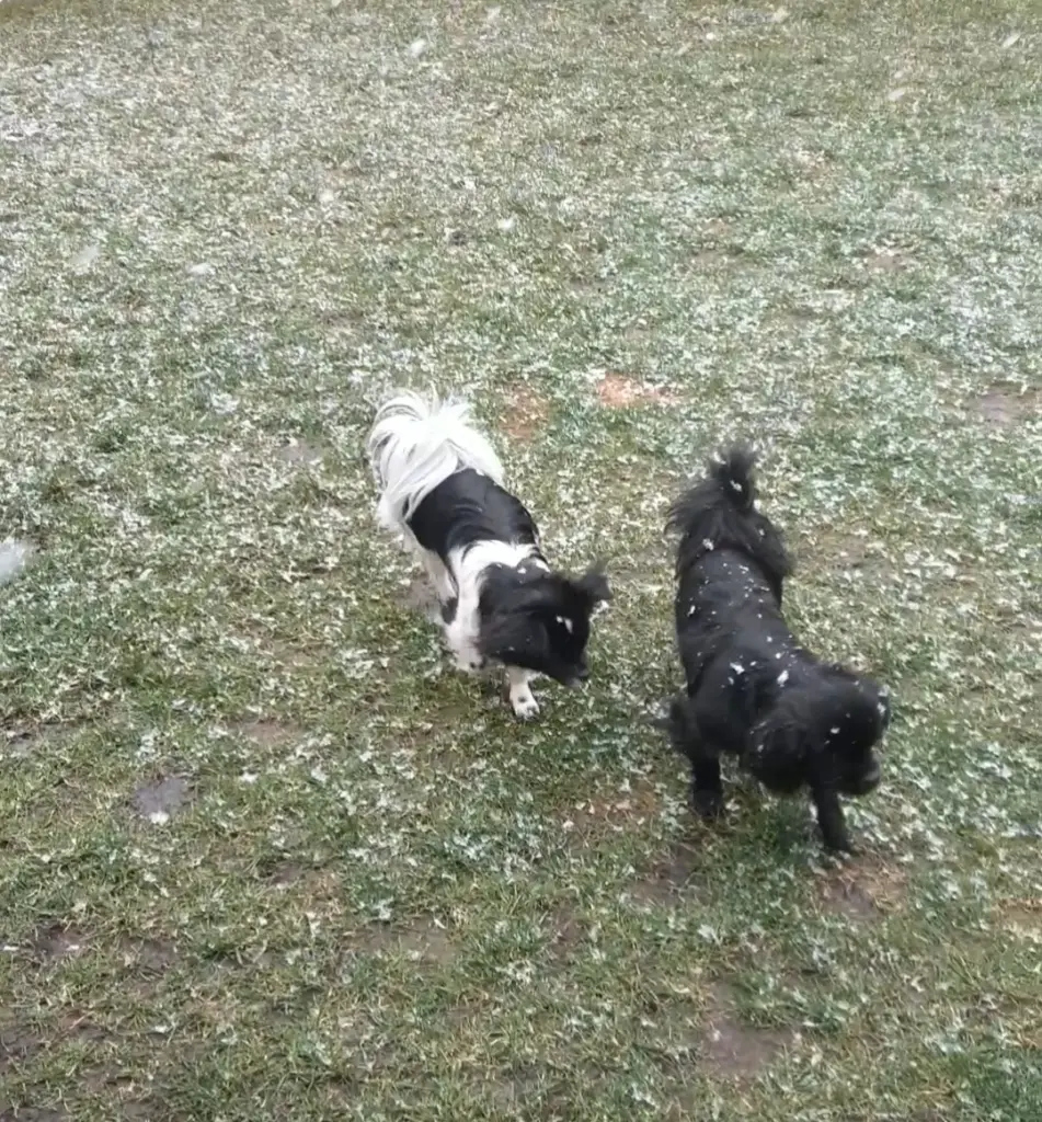 Condolence image of Ellen mit Lina ♥️