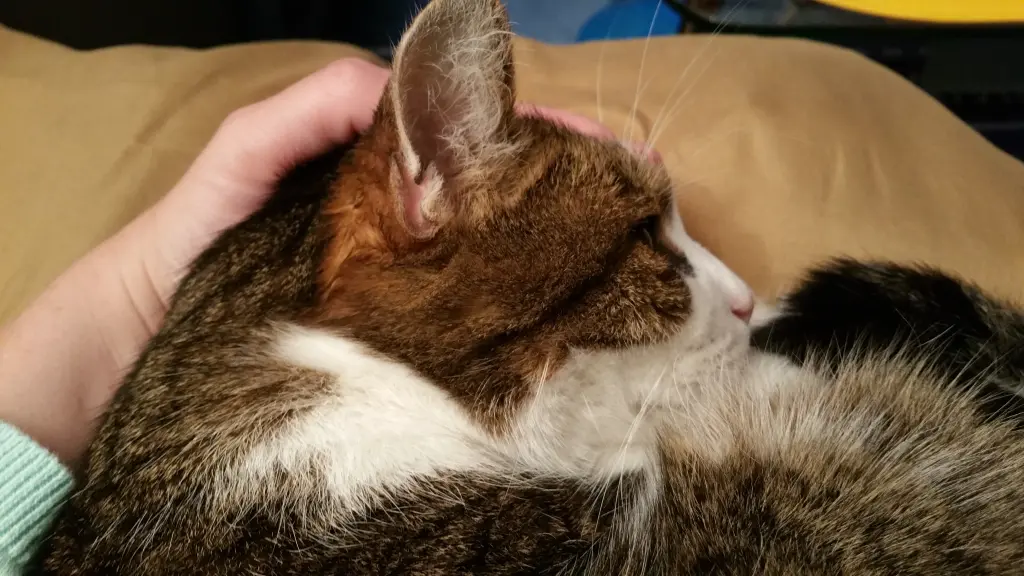 Condolence image of Von Deinem Frauchen Tanja