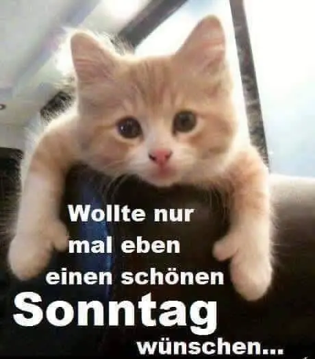 Condolence image of Sabine mit Kaspar tief im Herzen 