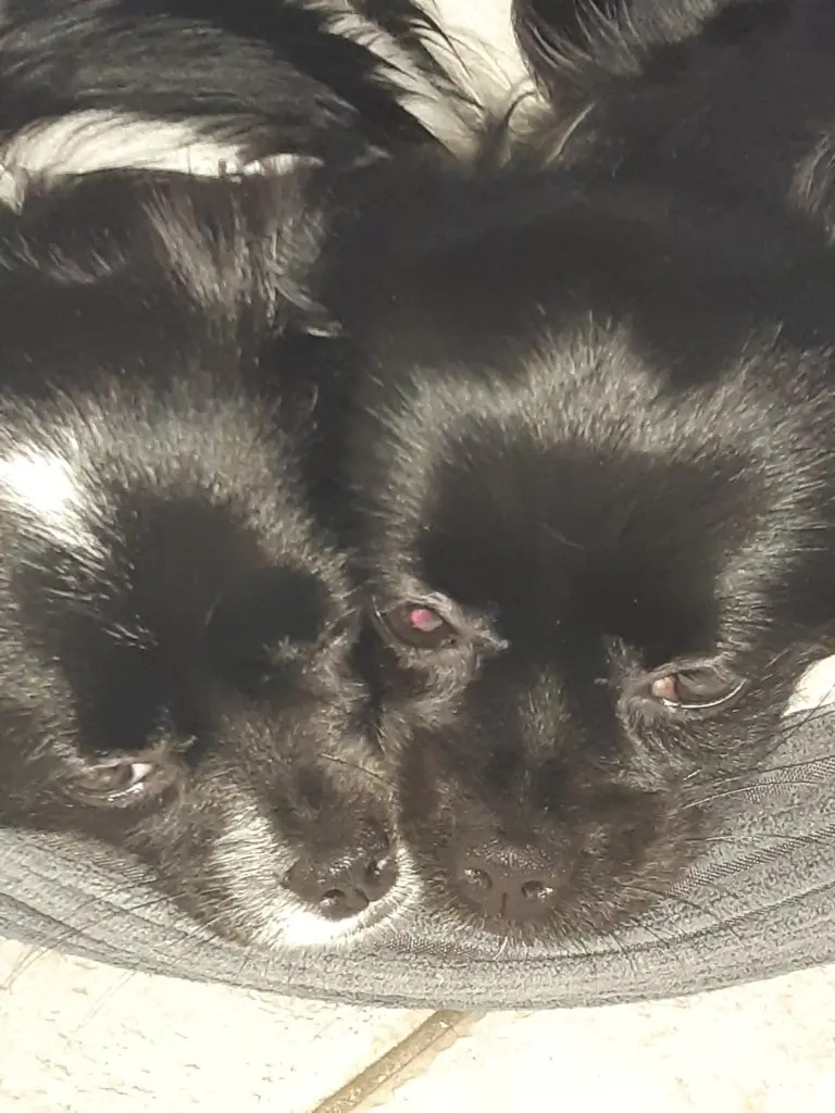 Condolence image of Ellen mit Lina ♥️