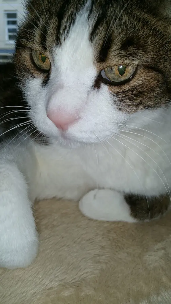 Condolence image of Von Deinem Frauchen Tanja