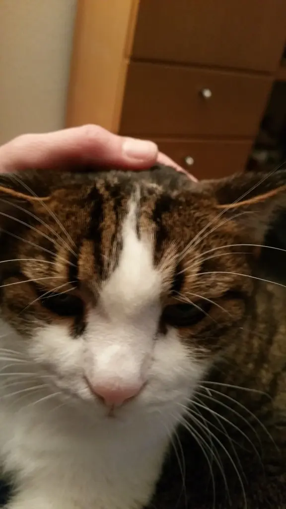 Condolence image of Von Deinem Frauchen Tanja