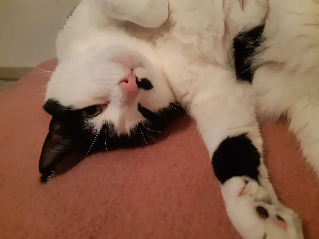 Condolence image of Ellen mit Lina ♥️