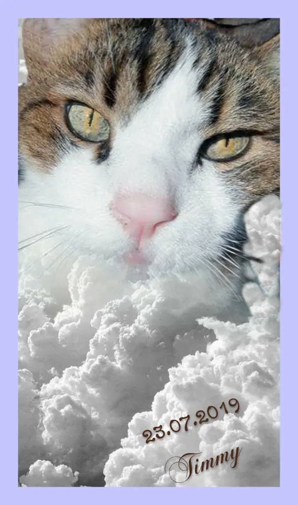 Condolence image of Sabine mit Kaspar tief im Herzen