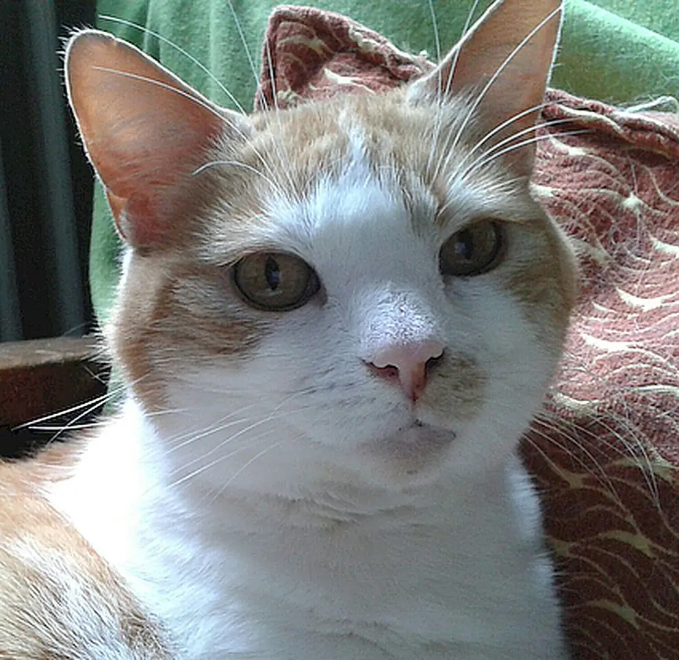 Condolence image of Heike