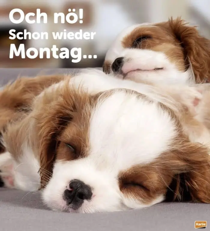 Condolence image of Ellen mit Lina ♥️