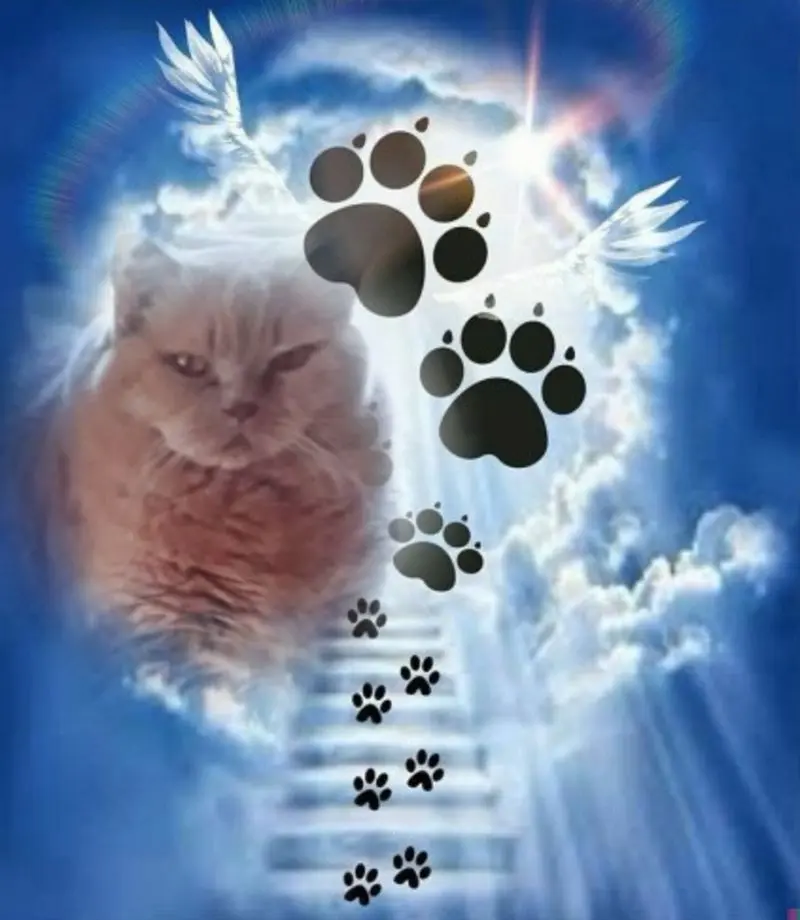 Condolence image of Unbekannt