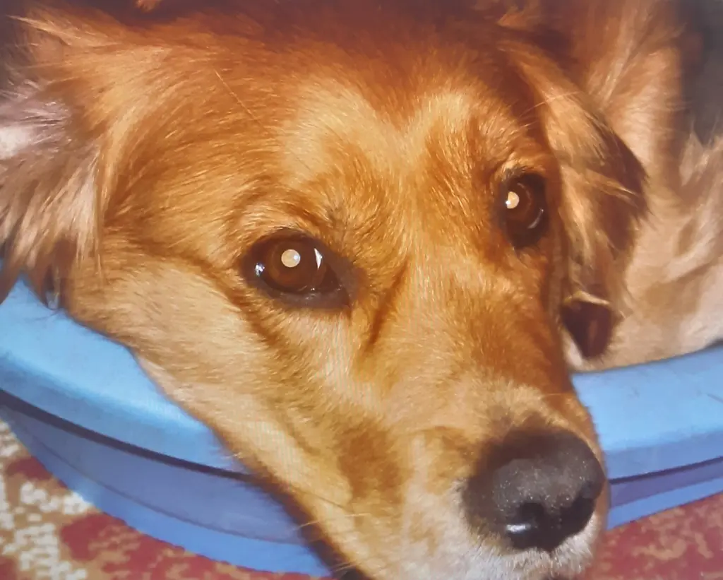 Condolence image of Ellen mit Lina ♥️